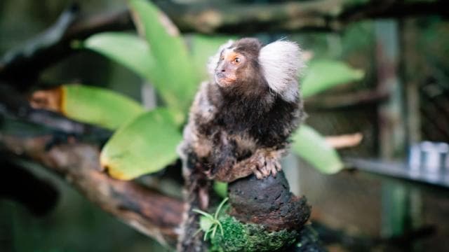 Manuel Antonio: Volunteer for a Day at a Wildlife Sanctuary