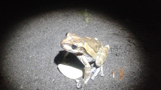 Tortuguero: Night Wildlife Spotting and Jungle Walk