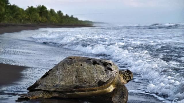 TURTLE WATCHING IN TORTUGUERO COSTA RICA
