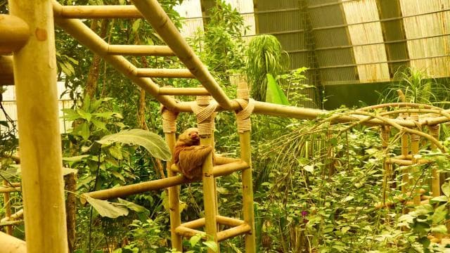 Monteverde: Zip Lines, Bridges, Butterflies, Sloths and more