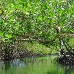 Cayo Arena: Paradise Island and Mangroves Tour