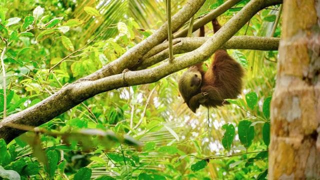 Tortuguero: Day walk in Tortuguero National Park (Jaguar)