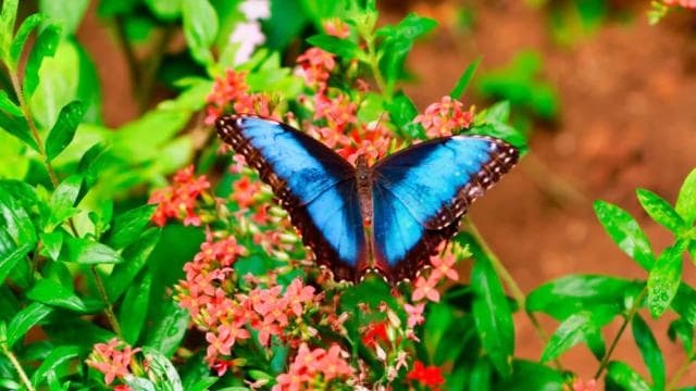 Monteverde: Suspension Bridges, Sloths, and Butterflies