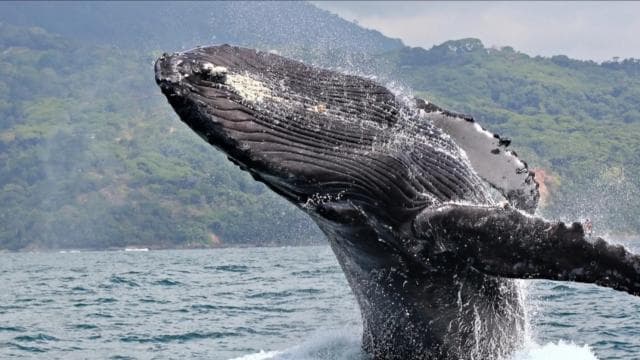 Samana: Whale Watching and Cayo Levantado Full Day Tour
