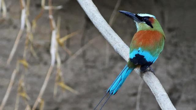Tamarindo: Tamarindo Estuary Boat Tour with Naturalist Guide