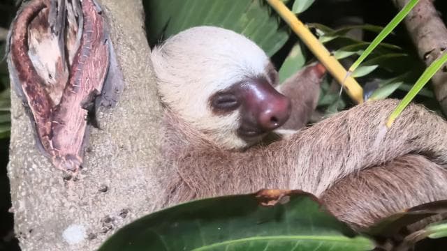 Cahuita: Sloth Watching Guided Tour in the Rainforest