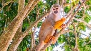 From Bayahibe: Half Day Monkeyland Safari - Dominican Republic