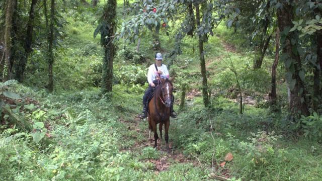 Private Horseback Riding - Río Celeste