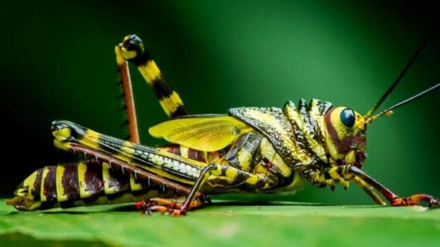 Manuel Antonio Park: Guided Tour with Ticket