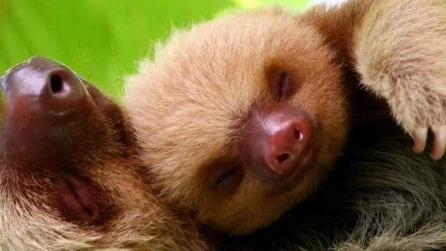 Manuel Antonio: Manuel Antonio National Park Guided Day Trip