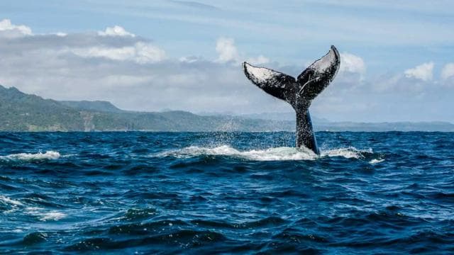 Samana: Whale Watching and Cayo Levantado Full Day Tour