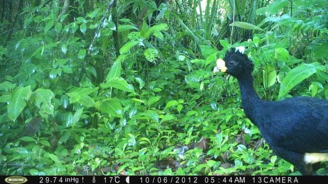 Tortuguero: Day walk in Tortuguero National Park (Jaguar)