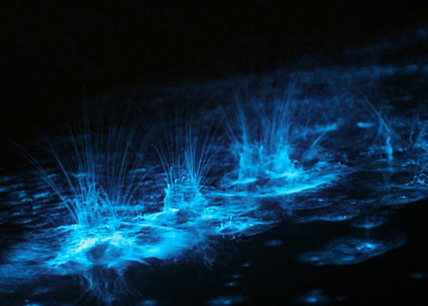Bioluminescent Bay Adventure in Grand Cayman - Dominican Republic