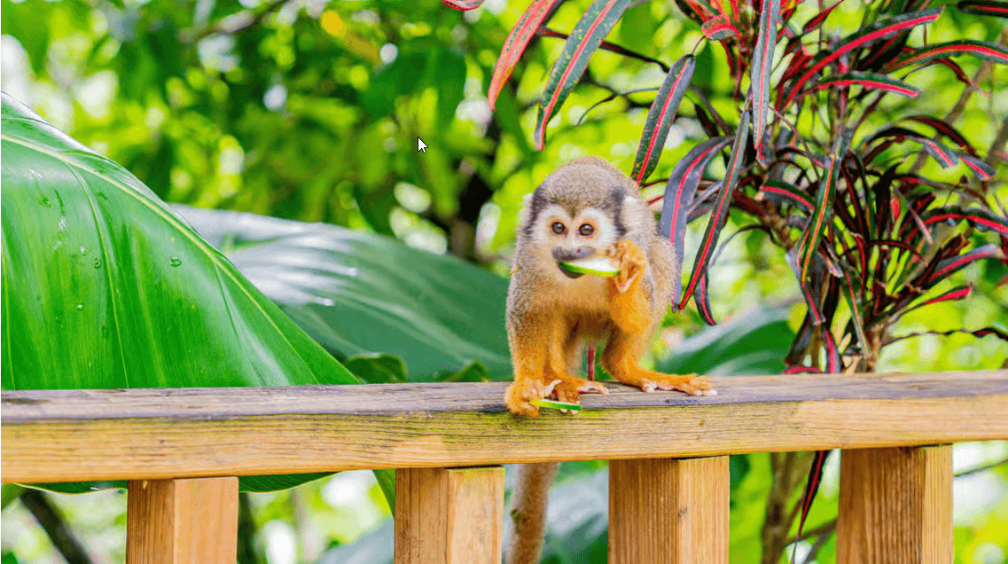 Punta Cana: Półdniowe safari i plantacja w Monkeyland - Photo 3 (Gallery view)