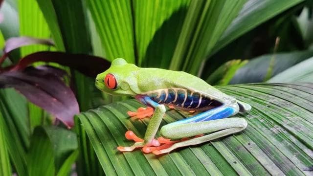 La Paz Waterfall and Cinchona Tour