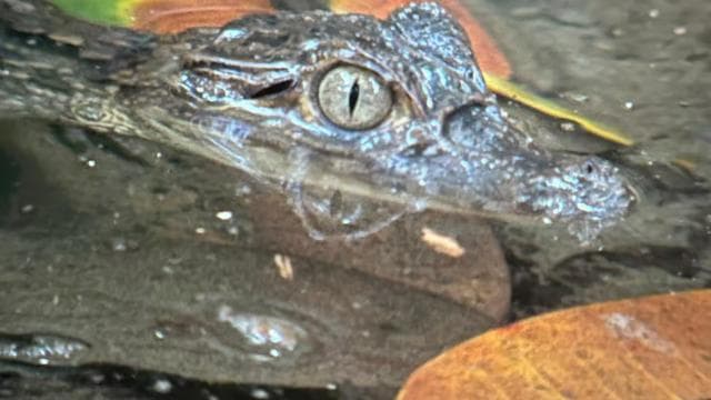 Puerto Jimenez: escursione notturna nella fauna selvatica con una guida locale - Photo 4 (Gallery view)