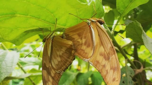 Puerto Rico, Dorado: Educational Forestry Walk