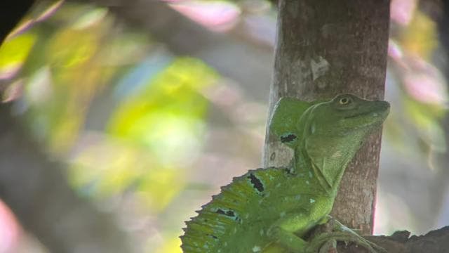 Parc national de Cahuita + visite du chocolat Bribri + visite des cascades + déjeuner - Photo 2 (Gallery view)