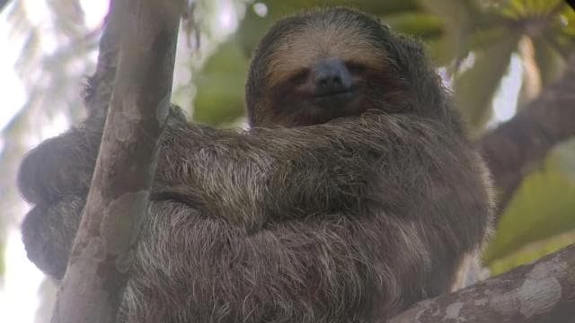 La Fortuna-Breath Taking Sloth Tour & Tortilla Experience.