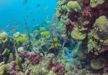 La Romana: Scuba Diving in Catalina Island