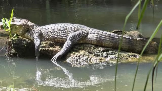 Cahuita: Hiking tour and wildlife spotting