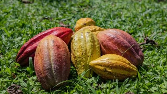 La Fortuna: Coffee and Chocolate Farm Tour