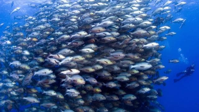 Las Catalinas: Discover Scuba Diving at Flamingo & Tamarindo