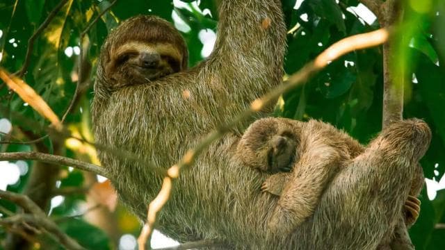 Manuel Antonio: Damas Island Mangrove Boat Tour with Lunch