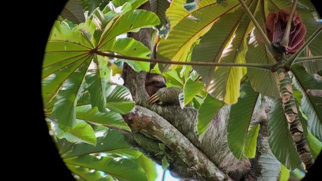 Arenal’s Best Sloth Tour: A Unique Wildlife Experience