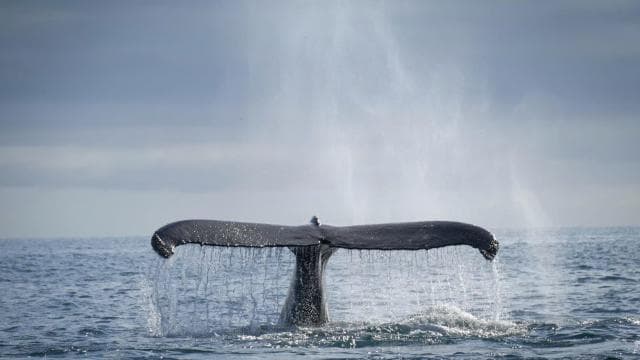 Uvita: Marino Ballena National Park Whale Watching Cruise