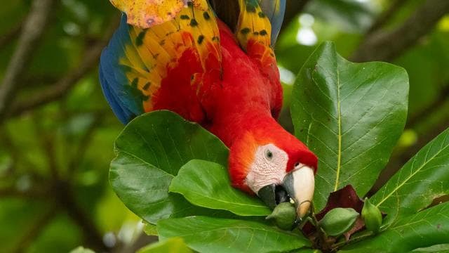 Uvita:Scarlet Macaws in Marino Ballena National Park Parrots