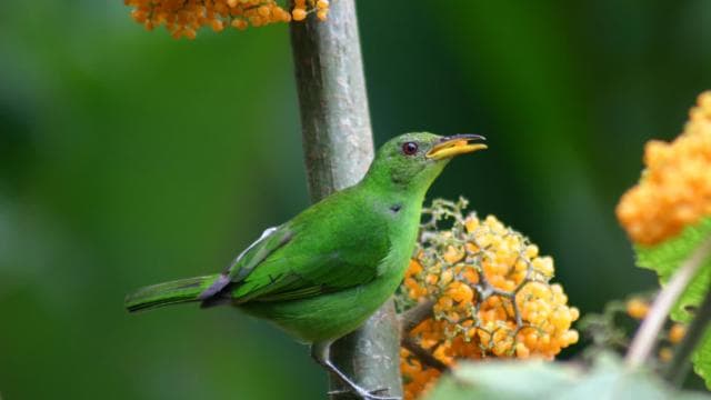 La Fortuna: Bird Watching Tour at Natura Park