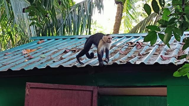 Cahuita: National Park Wildlife & Sightseeing Guided Tour - Photo 3 (Gallery view)