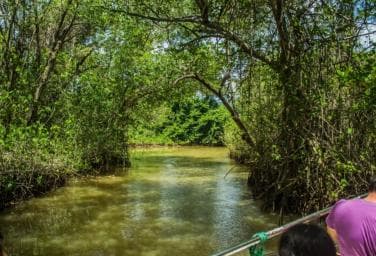 From Punta Cana: Los Haitises Guided Day Tour