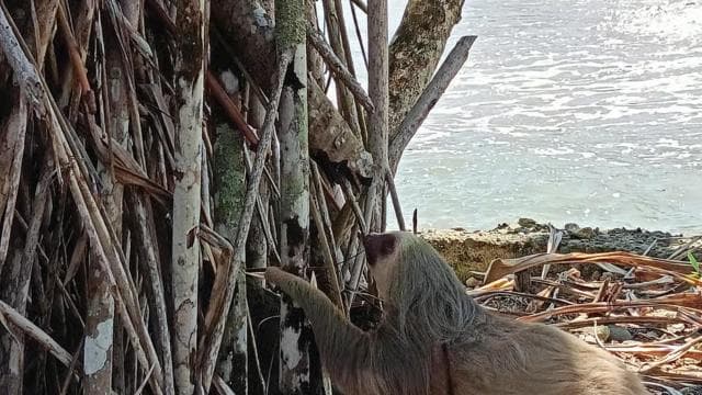 Cahuita: National Park Wildlife & Sightseeing Guided Tour