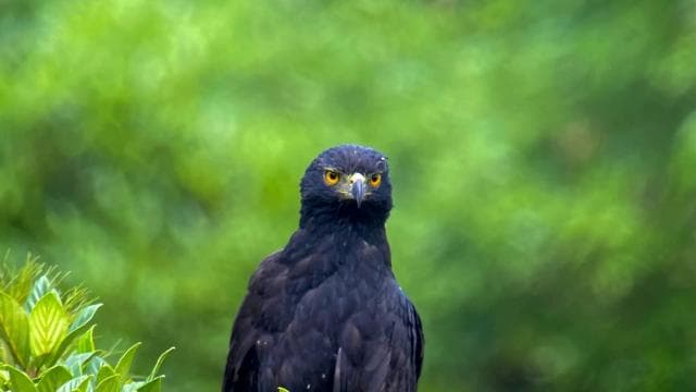 Manuel Antonio: Birdwatching exclusive tour
