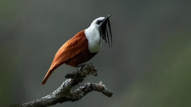 Monteverde: Half-Day Bird Watching Tour