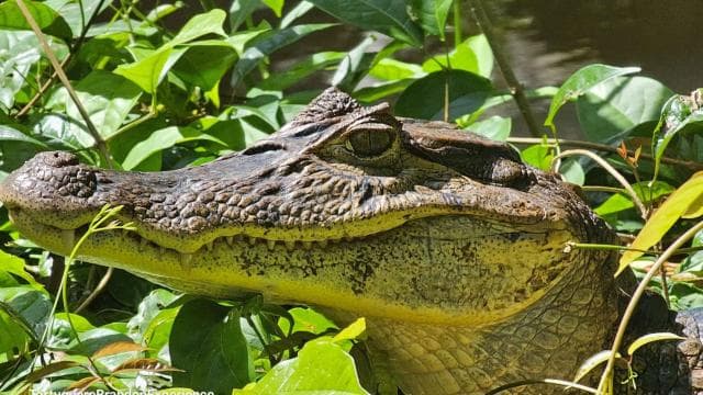 Tortuguero: Canoe tour package and night walk in the jungle. - Photo 5 (Gallery view)