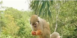 Monkey jungle tour + Transportation from cruise/hotel - Photo 4 (Gallery view)