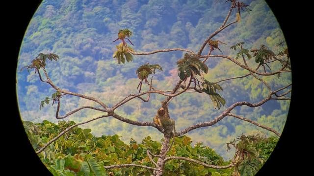 Le meilleur tour des paresseux d'Arenal : une expérience unique de la faune - Photo 4 (Gallery view)