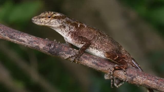 Santa Elena: Cloud Forest Reserve Guided Tour