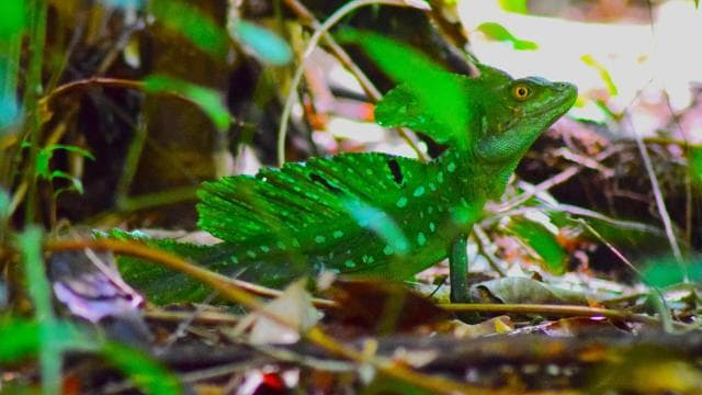 Tortuguero: Jaguar Trail Guided Hike "Feel the Rainforest"