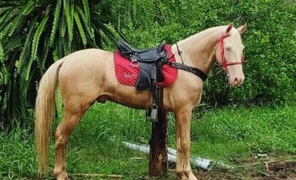 Santo Domingo: Horseback Riding - Round Trip Transportation - Photo 2 (Gallery view)