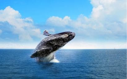 Samana: Private Whale Watching Half Day Trip - Photo 1 (Main angle)
