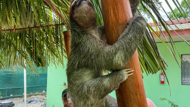 Puerto Limón: Tortuguero, Maratopia, Cahuita, banana plantation, and much more: tour