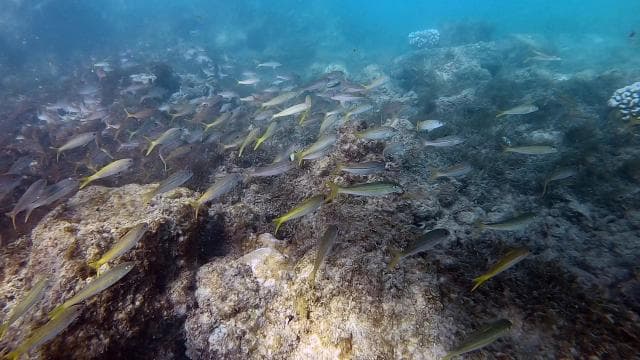 San Juan: Beginner Scuba Diving Tour with Turtles and Videos