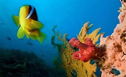 Experience the Exciting Caribbean Underwater World