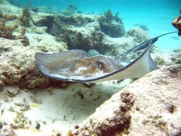 Punta Cana: Marinarium Snorkeling Cruise - Photo 4 (Gallery view)