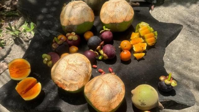 Epik Manzanillo Combo Turu: Şnorkel, Yunuslar ve Çiftlik Turu - Photo 4 (Gallery view)