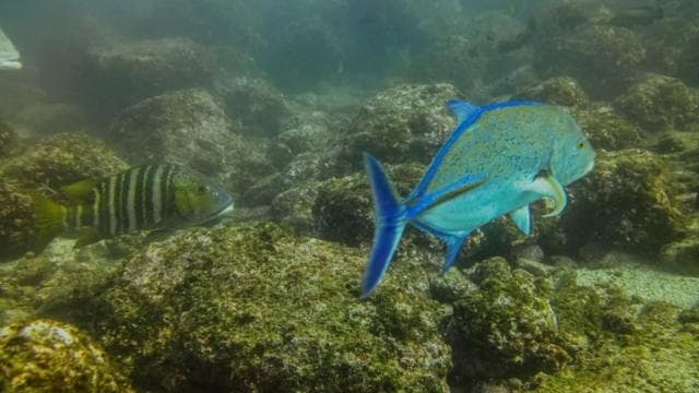 Tamarindo: Geführte Schnorcheltour mit Beobachtung von Meereslebewesen - Photo 2 (Gallery view)